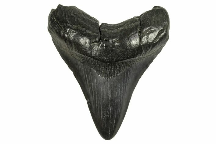 Fossil Megalodon Tooth - South Carolina #294415